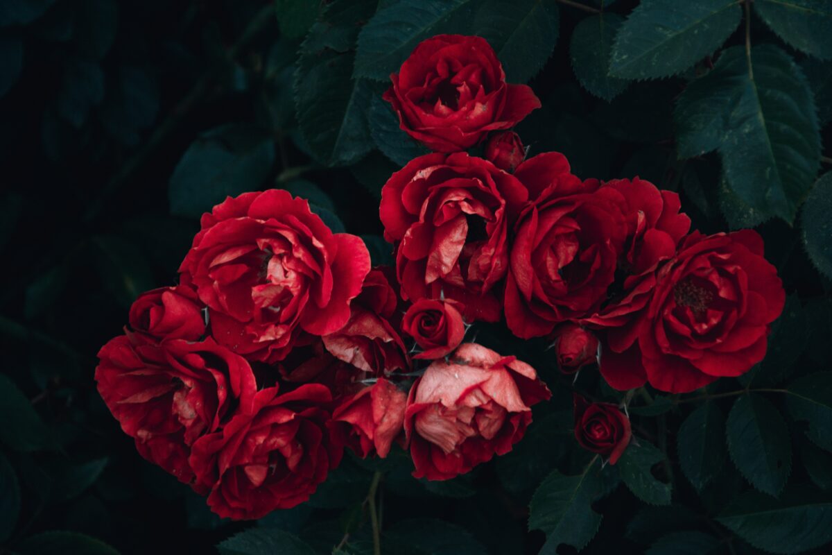 Kosmetyki różane z Doliny Róż